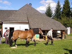 shorse shoe 2
